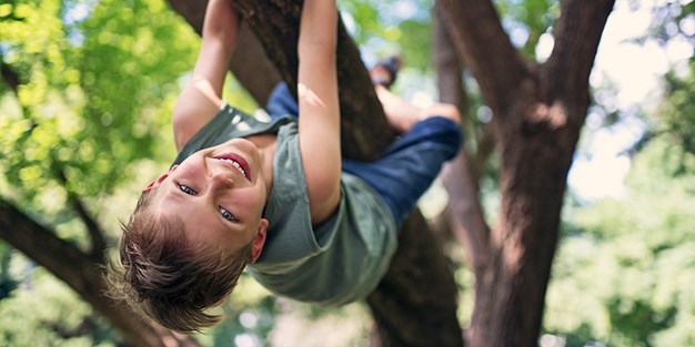 Ett barn som klättrar i ett träd. Foto