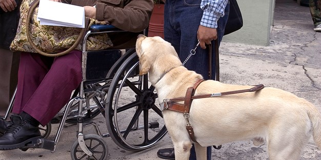 En person i rullstol och en synskadad med sin ledarhund. Foto