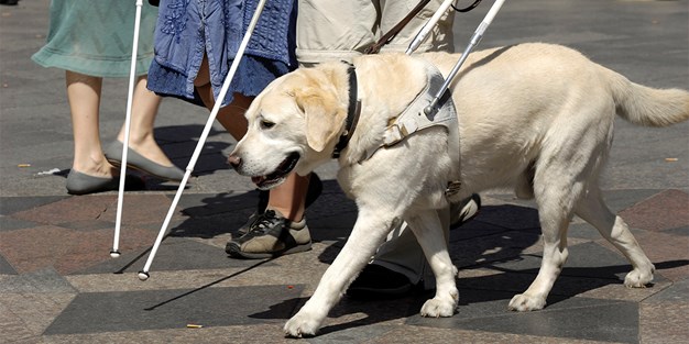 En ledhund. Foto