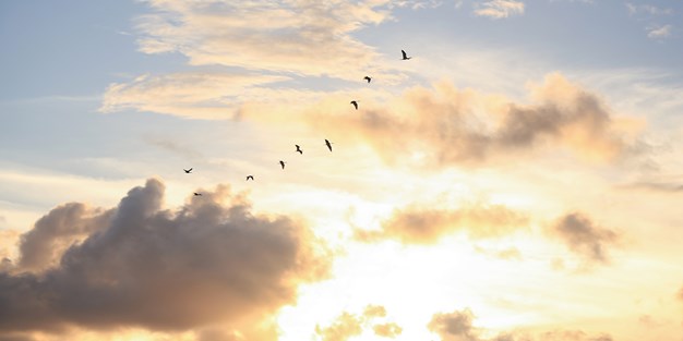Fåglar som flyger i ljuset av en solnedgång. Foto